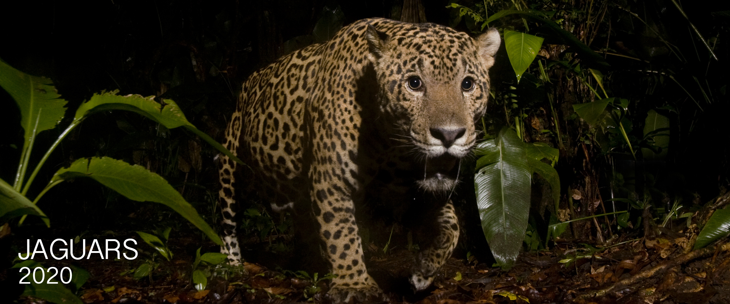 jaguar photo tours