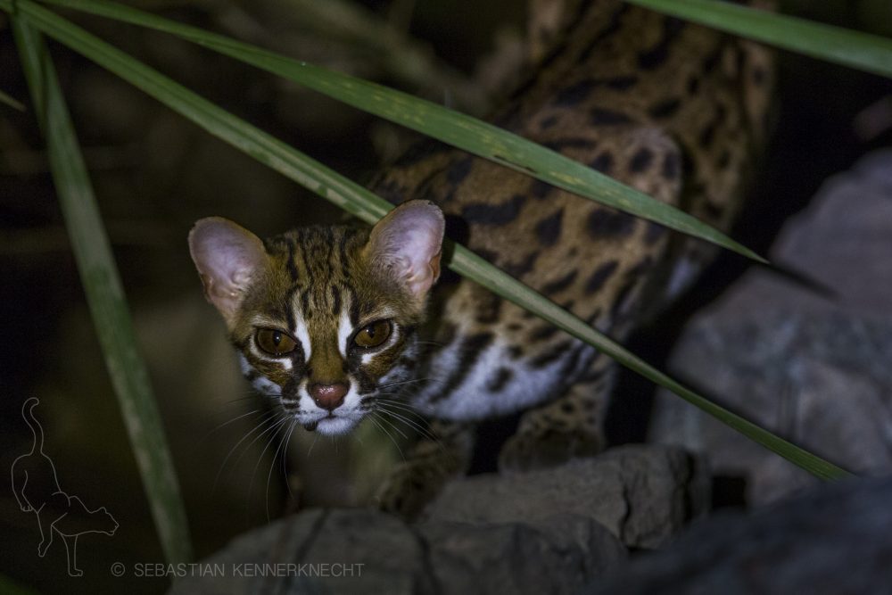 Back from the Pantanal  Alison Buttigieg Wildlife Photography